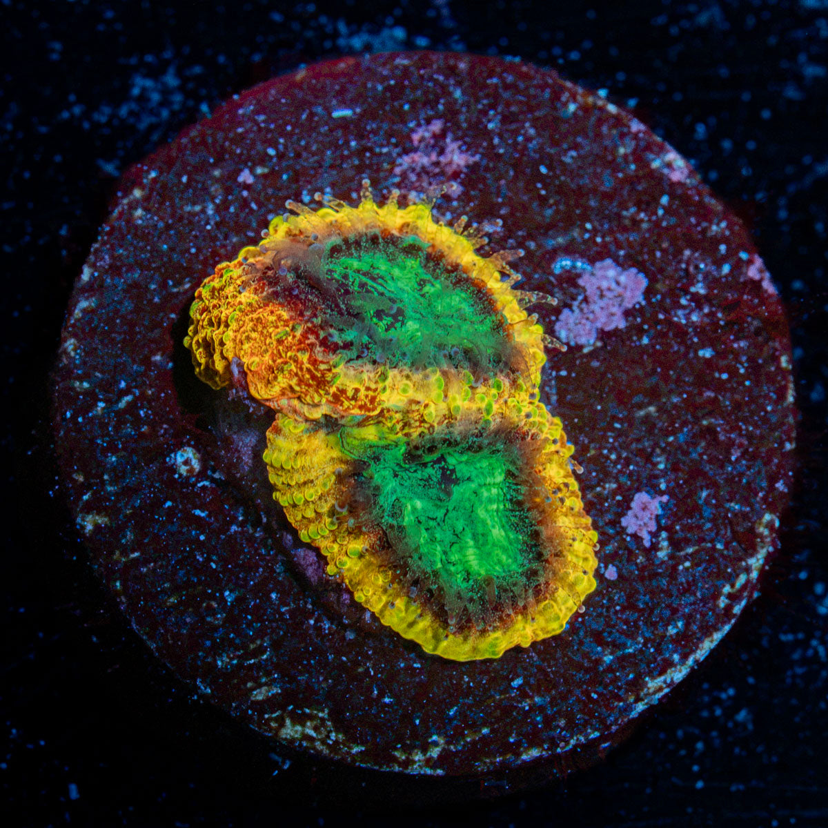 Yellow Submarine Favia with encrusting growth in reef aquarium