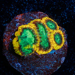 Yellow Submarine Favia with encrusting growth in reef aquarium