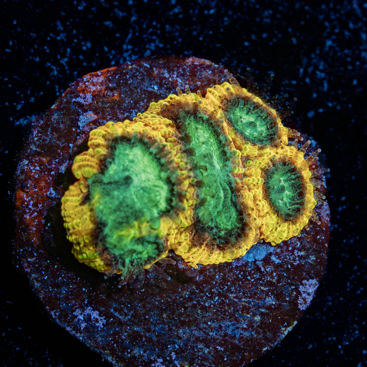 Yellow Submarine Favia with encrusting growth in reef aquarium