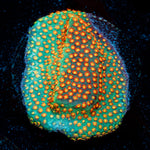 Close Encounter Stylocoeniella coral with encrusting growth in reef aquarium