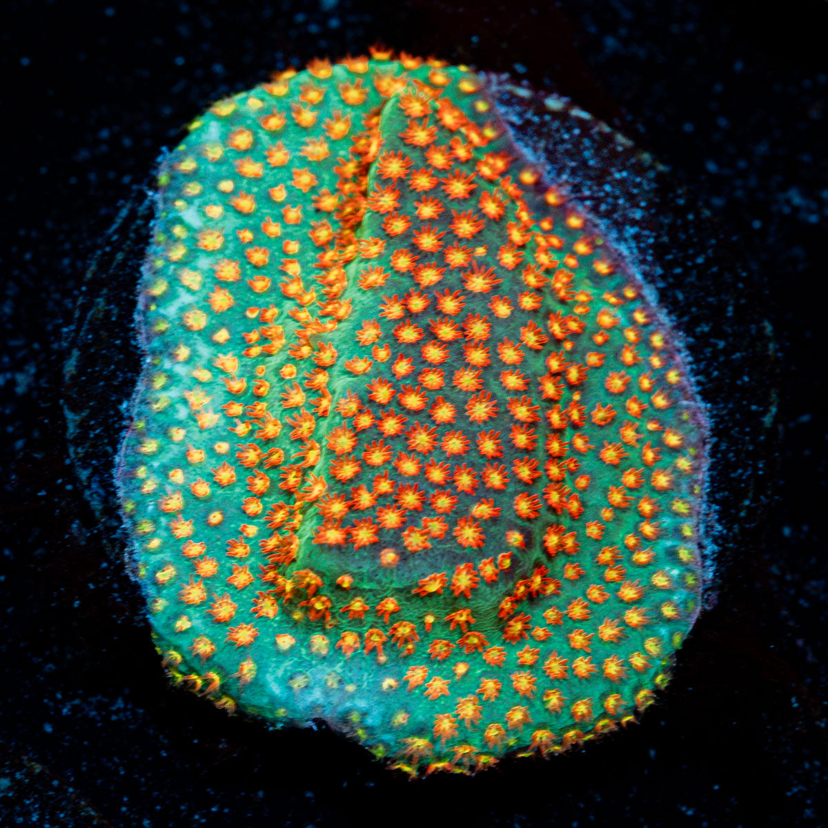 Close Encounter Stylocoeniella coral with encrusting growth in reef aquarium