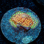 Loony Toons Stylocoeniella coral with encrusting growth in reef aquarium