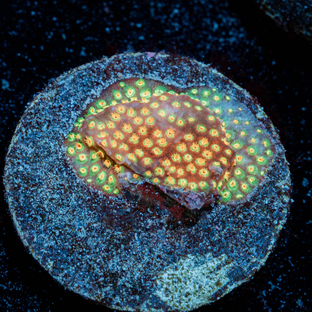 Loony Toons Stylocoeniella coral with encrusting growth in reef aquarium