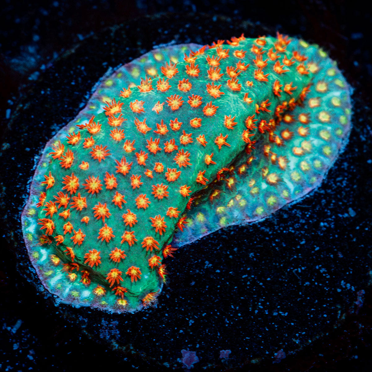 Close Encounter Stylocoeniella coral with encrusting growth in reef aquarium