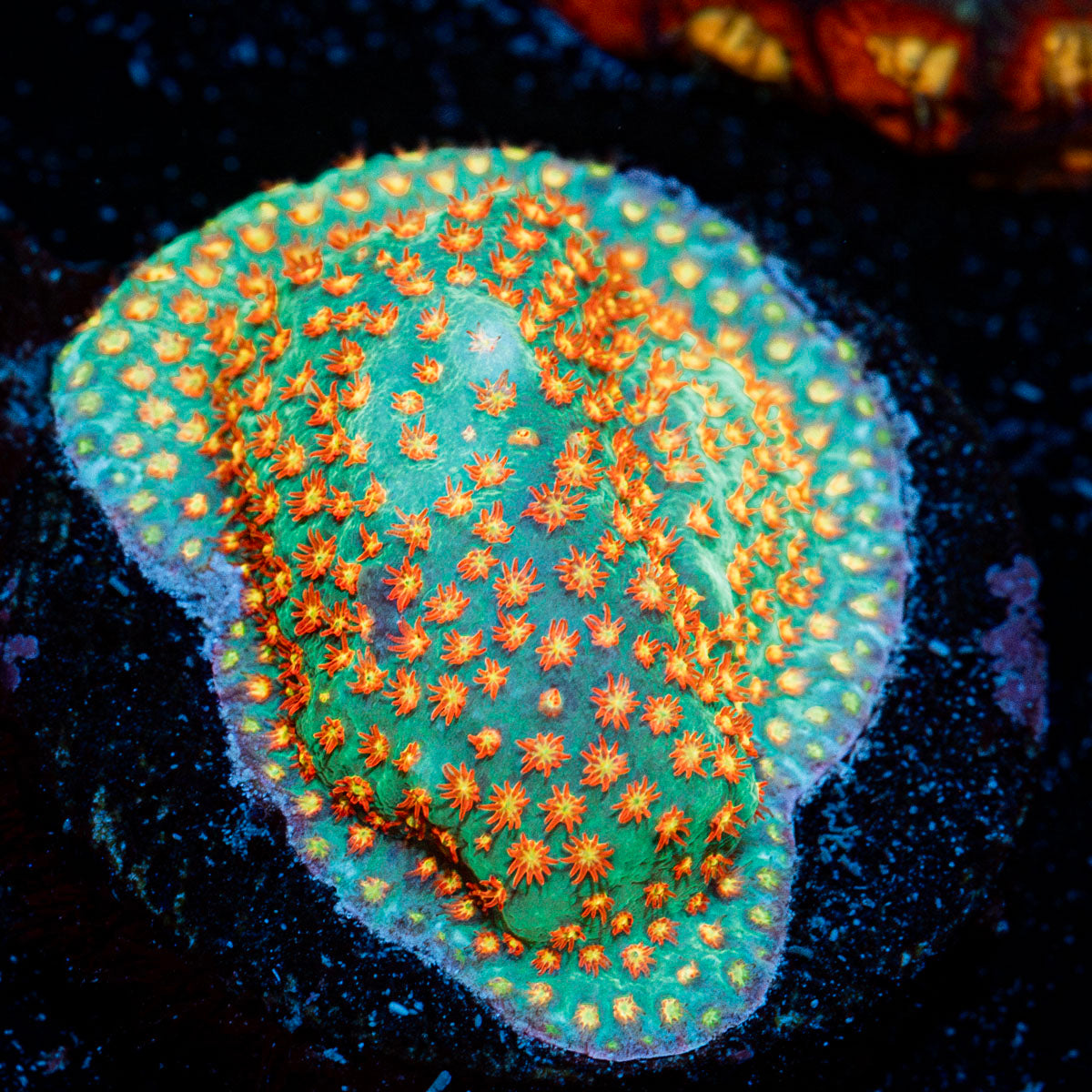 Close Encounter Stylocoeniella coral with encrusting growth in reef aquarium