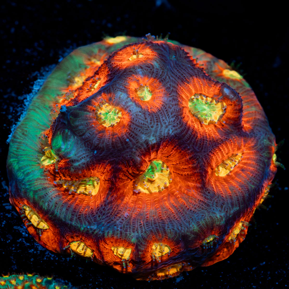 Toro Bravo Favia with encrusting growth in reef aquarium