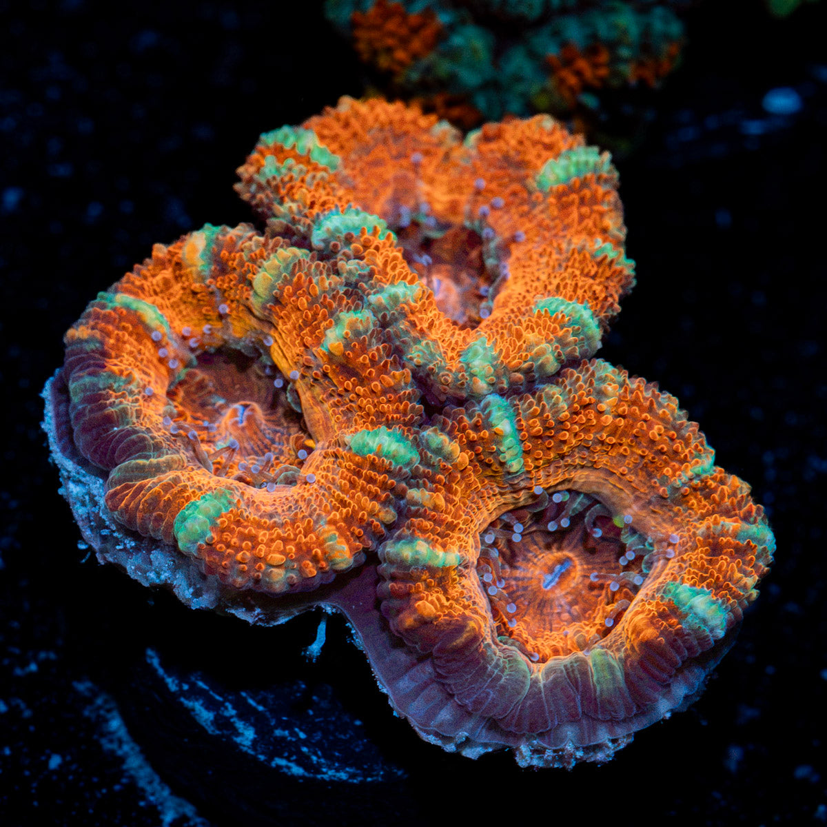 Acan Coral with fleshy polyps in reef aquarium