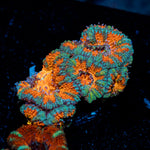 Acan Coral with fleshy polyps in reef aquarium