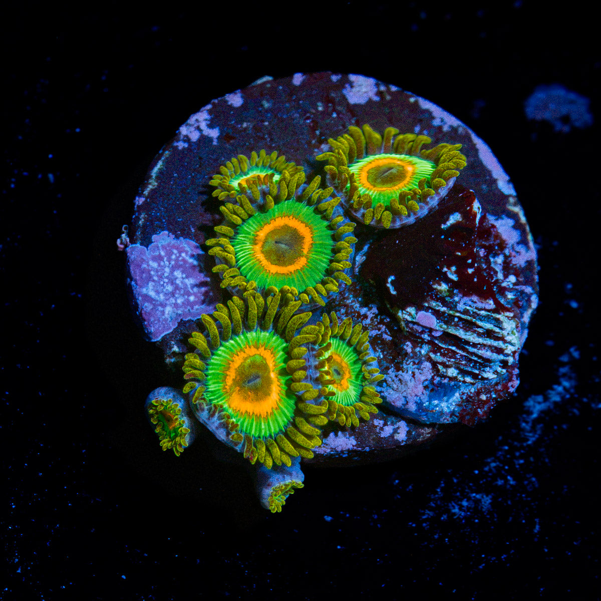 Rasta Zoanthid Coral with colony growth in reef aquarium