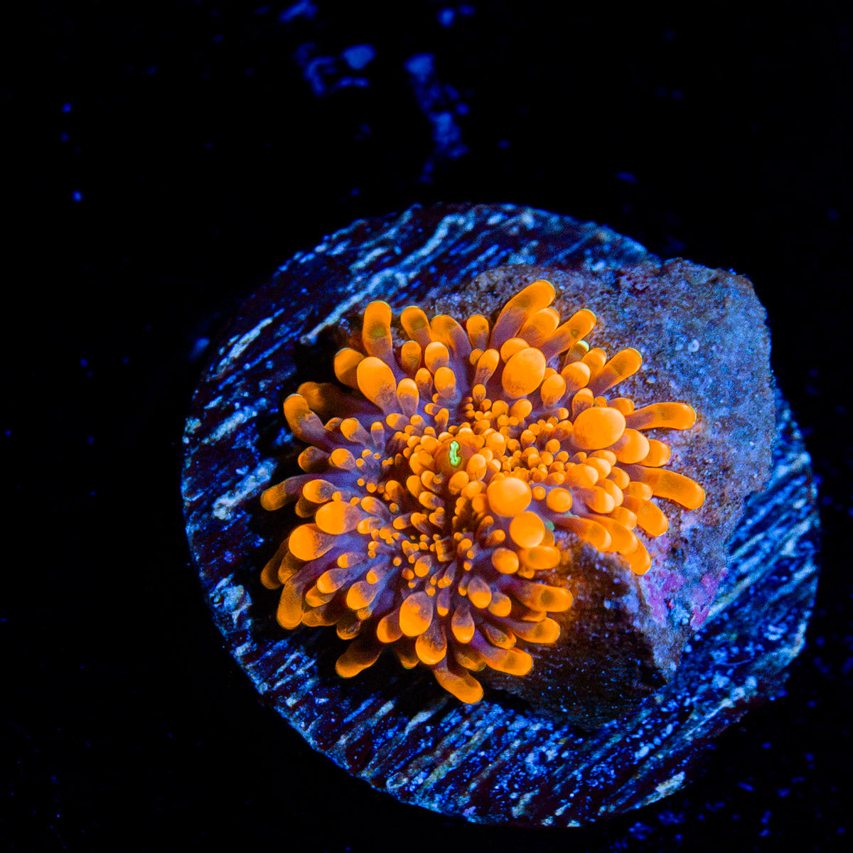Small Sunrise Yuma mushroom coral with distinctive mushroom disc in reef aquarium