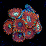 Dark Magicians Zoanthid Coral colony growth in reef aquarium