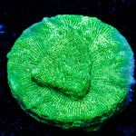 Green Lantern Lepto coral with encrusting growth in reef aquarium