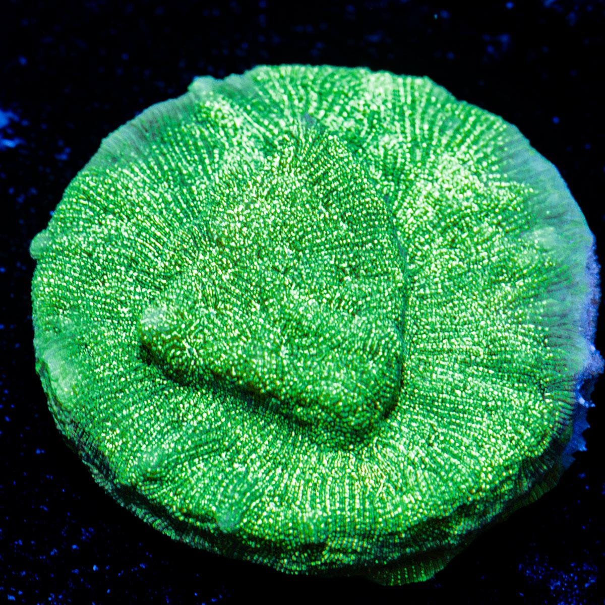 Green Lantern Lepto coral with encrusting growth in reef aquarium