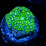 Green Ricordea Mushroom Coral with mushroom disc in reef aquarium
