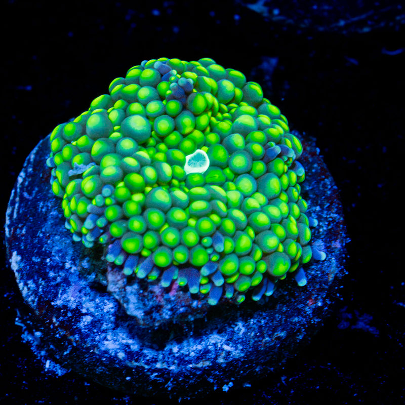 Green Ricordea Mushroom Coral with mushroom disc in reef aquarium
