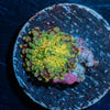 Small Rainbow Yuma Mushroom - riptide aquaculture llc