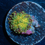 Small Rainbow Yuma Mushroom - riptide aquaculture llc