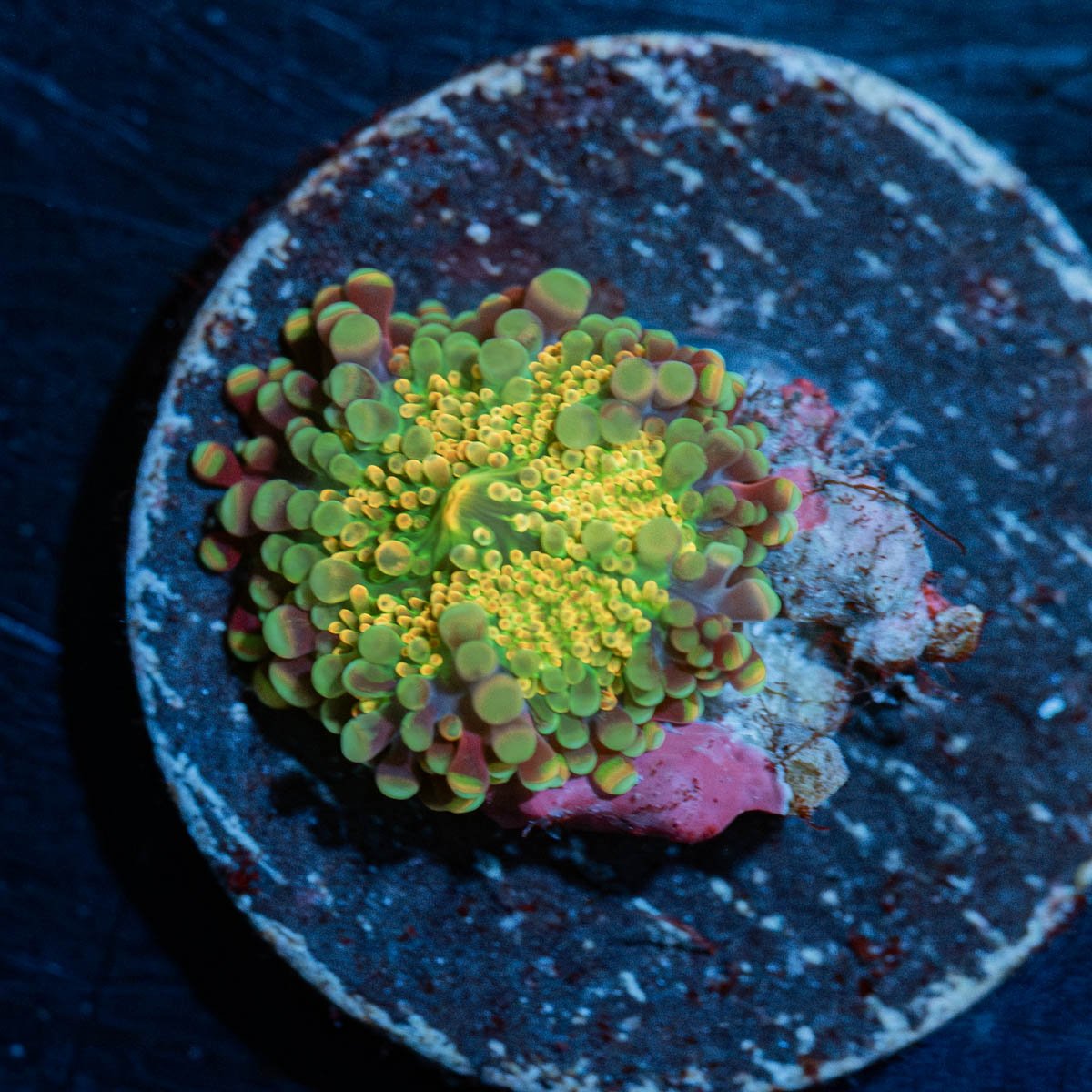 Small Rainbow Yuma Mushroom - riptide aquaculture llc