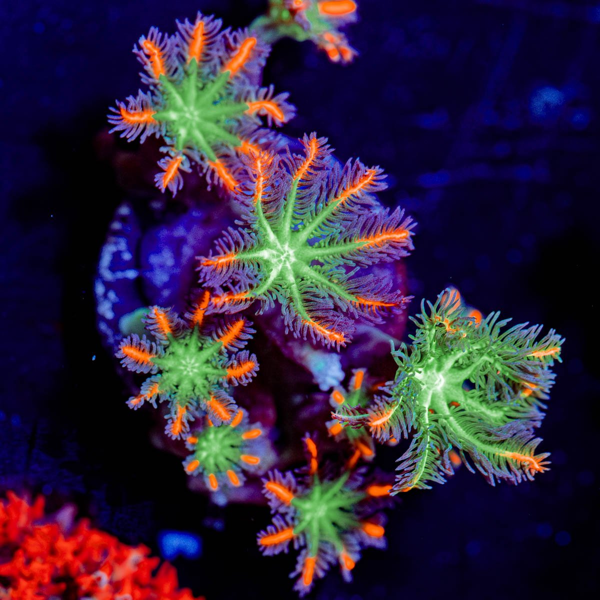 ARC Firework Clove Polyp - riptide aquaculture llc
