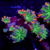 ARC Firework Clove Polyp - riptide aquaculture llc