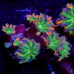 ARC Firework Clove Polyp - riptide aquaculture llc