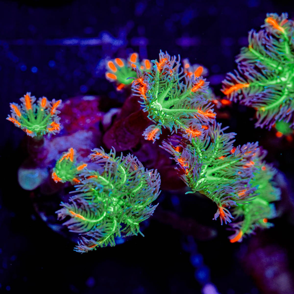 ARC Firework Clove Polyp - riptide aquaculture llc