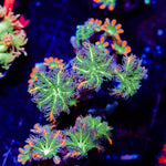 ARC Firework Clove Polyp - riptide aquaculture llc