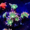 ARC Firework Clove Polyp - riptide aquaculture llc