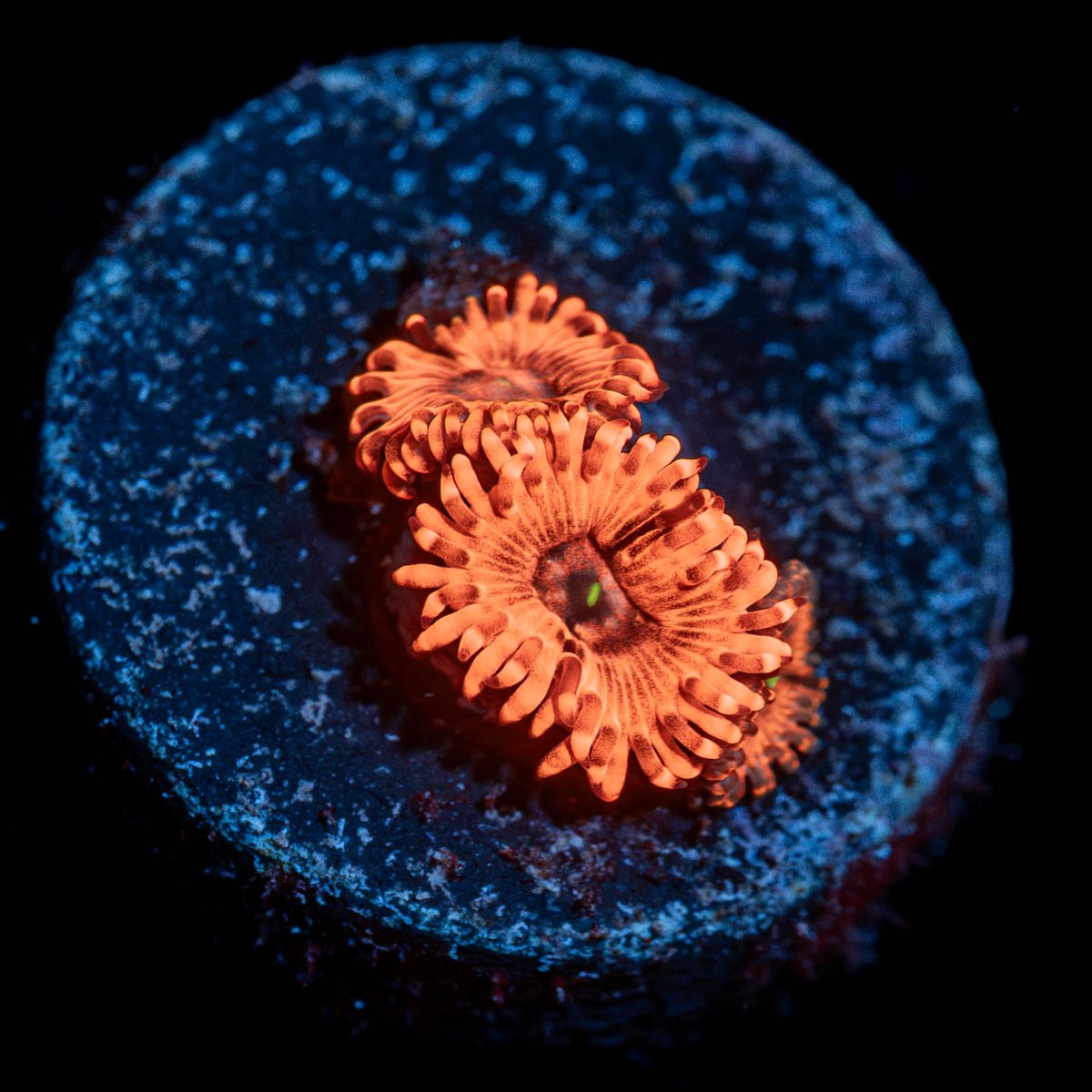 Utter Chaos Zoanthid - riptide aquaculture llc
