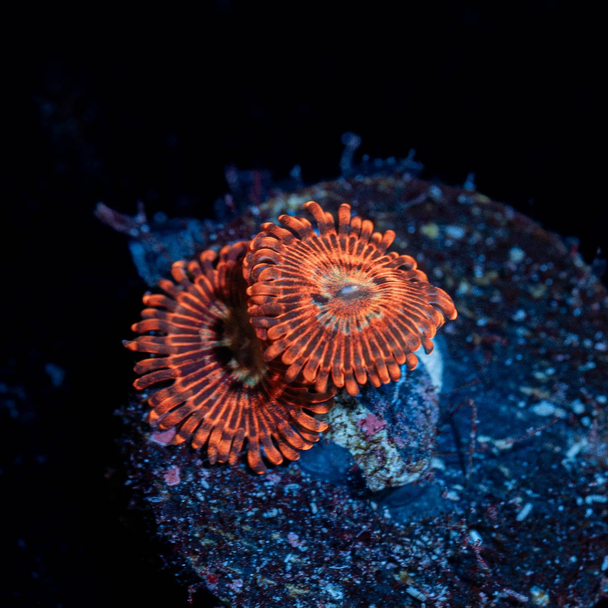 Brim Stones Zoanthid - riptide aquaculture llc
