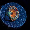 Seduction Zoanthid - riptide aquaculture llc