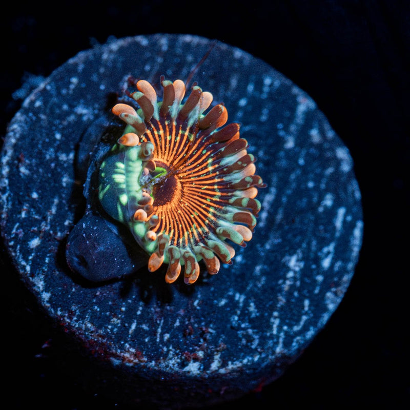 Seduction Zoanthid