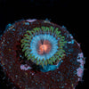 Miami Vice Zoanthid - riptide aquaculture llc