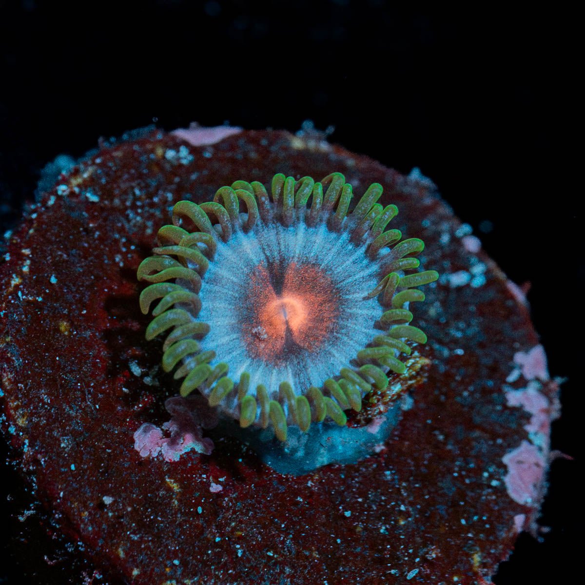 Miami Vice Zoanthid - riptide aquaculture llc