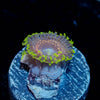 Psychosis Zoanthid - riptide aquaculture llc