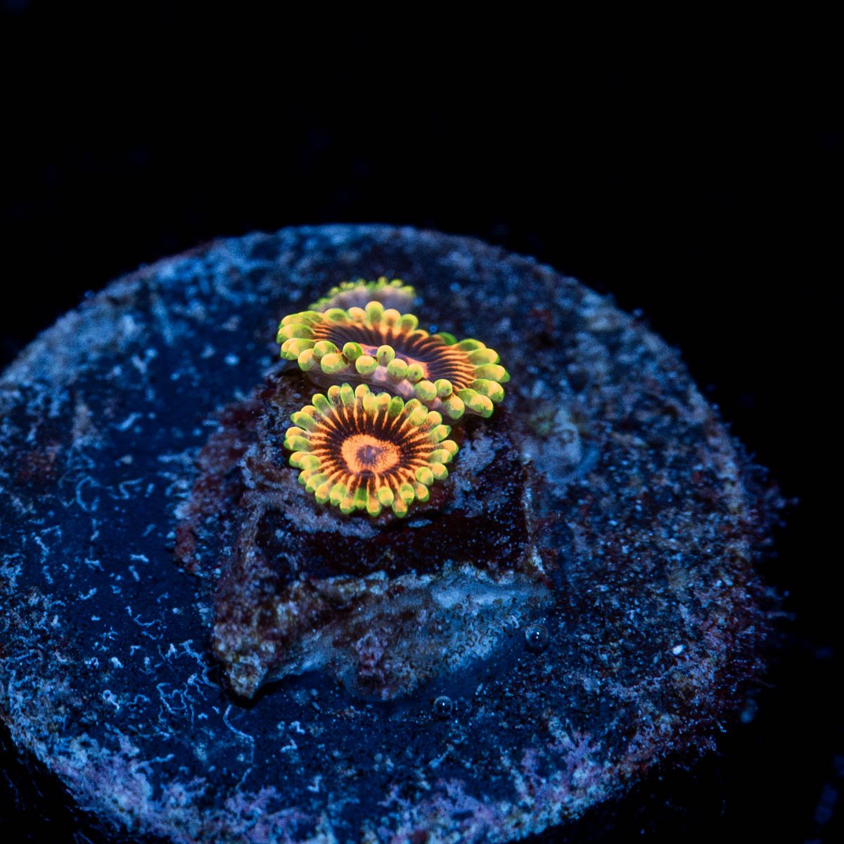 Jedi Mind Trick Zoanthid - riptide aquaculture llc