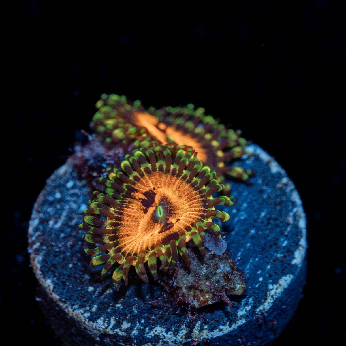 Piranha Plants Zoanthid - riptide aquaculture llc