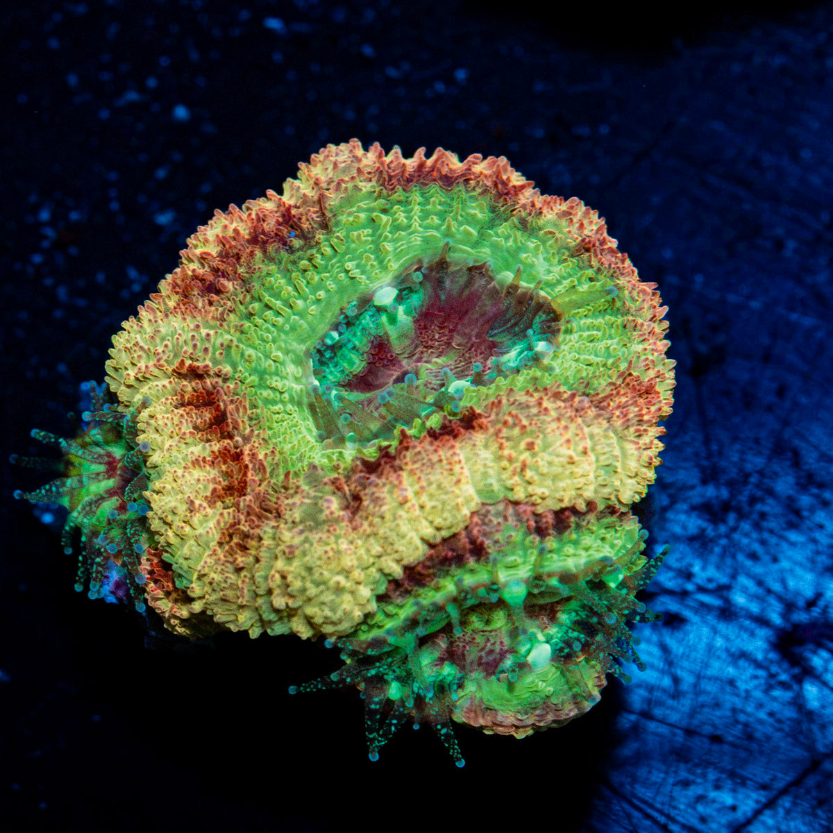 Rocket Man Asian Acan with fleshy polyps in reef aquarium