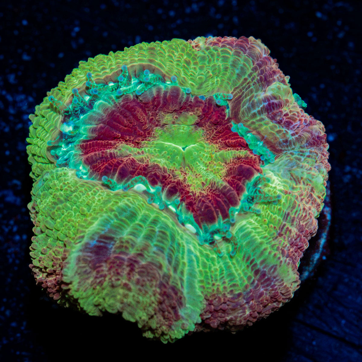 Chomper Asian Acan with fleshy polyps in reef aquarium