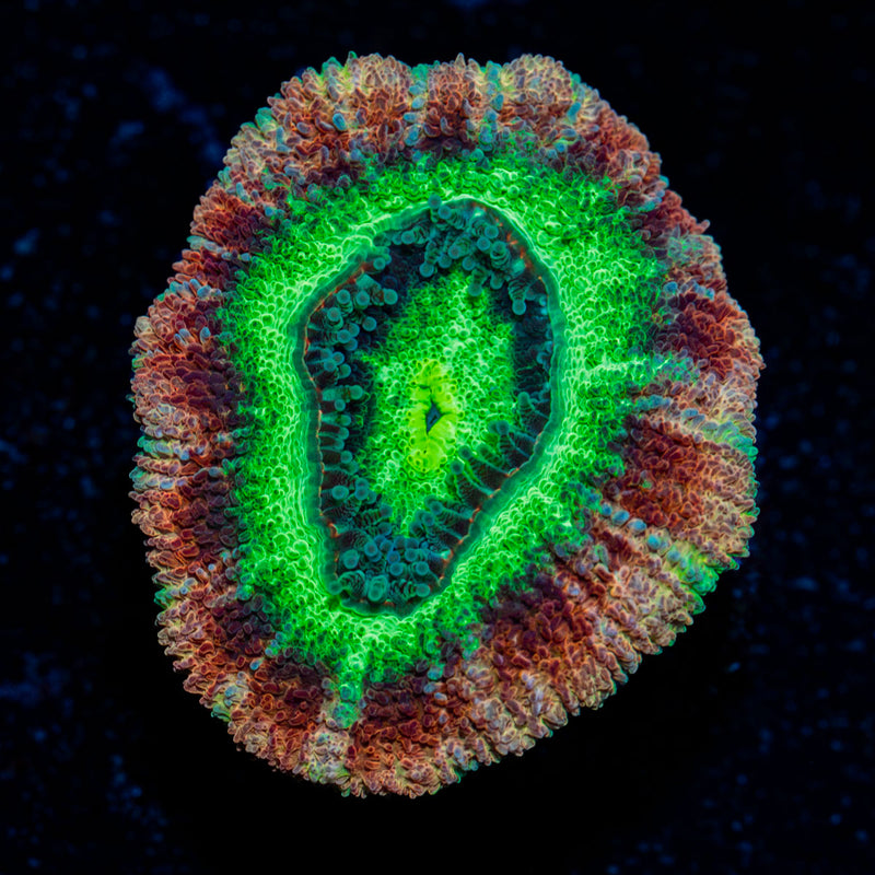 Hulk Smash Asian Acan with fleshy polyps in reef aquarium