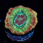 Chomper Asian Acan with fleshy polyps in reef aquarium