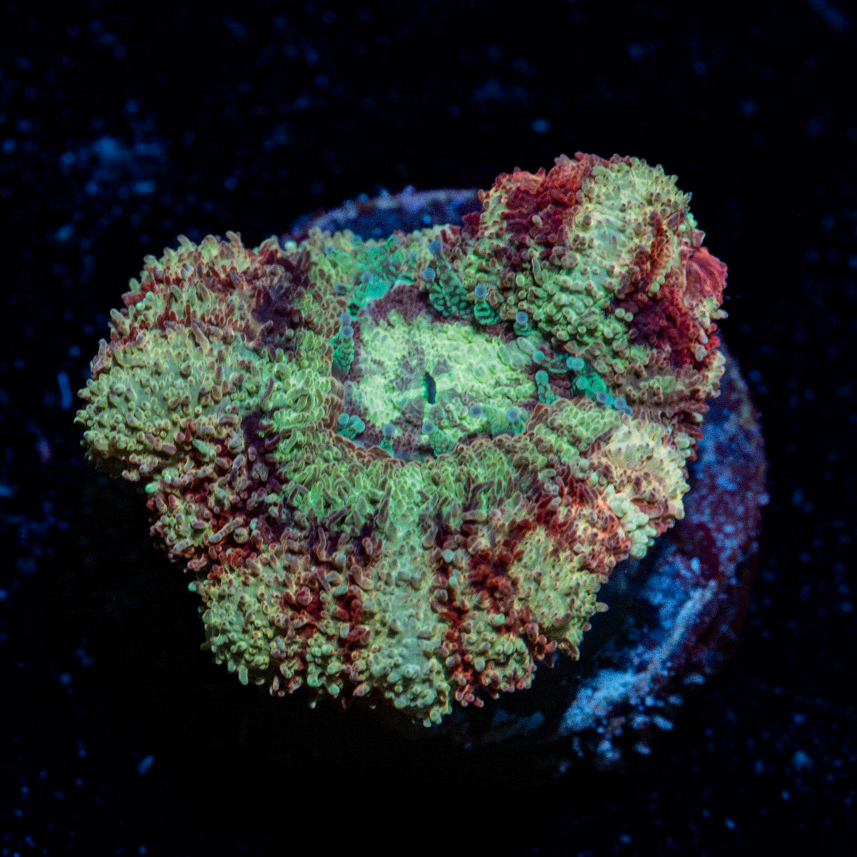 Hawk Eye Asian Acan with fleshy polyps in reef aquarium