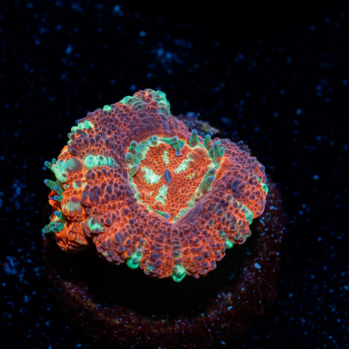 Blood Moon Asian Acan Coral with fleshy polyps in reef aquarium