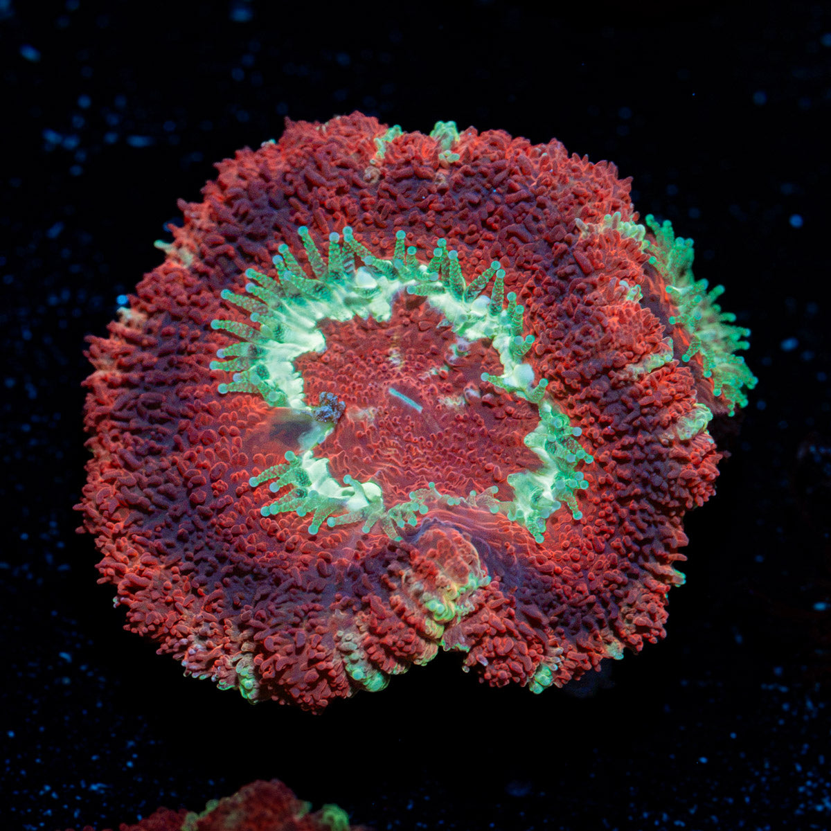 Blood Moon Asian Acan Coral with fleshy polyps in reef aquarium