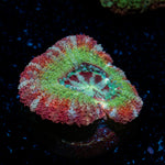 Pirate Hunter Asian Acan Coral with fleshy polyps in reef aquarium
