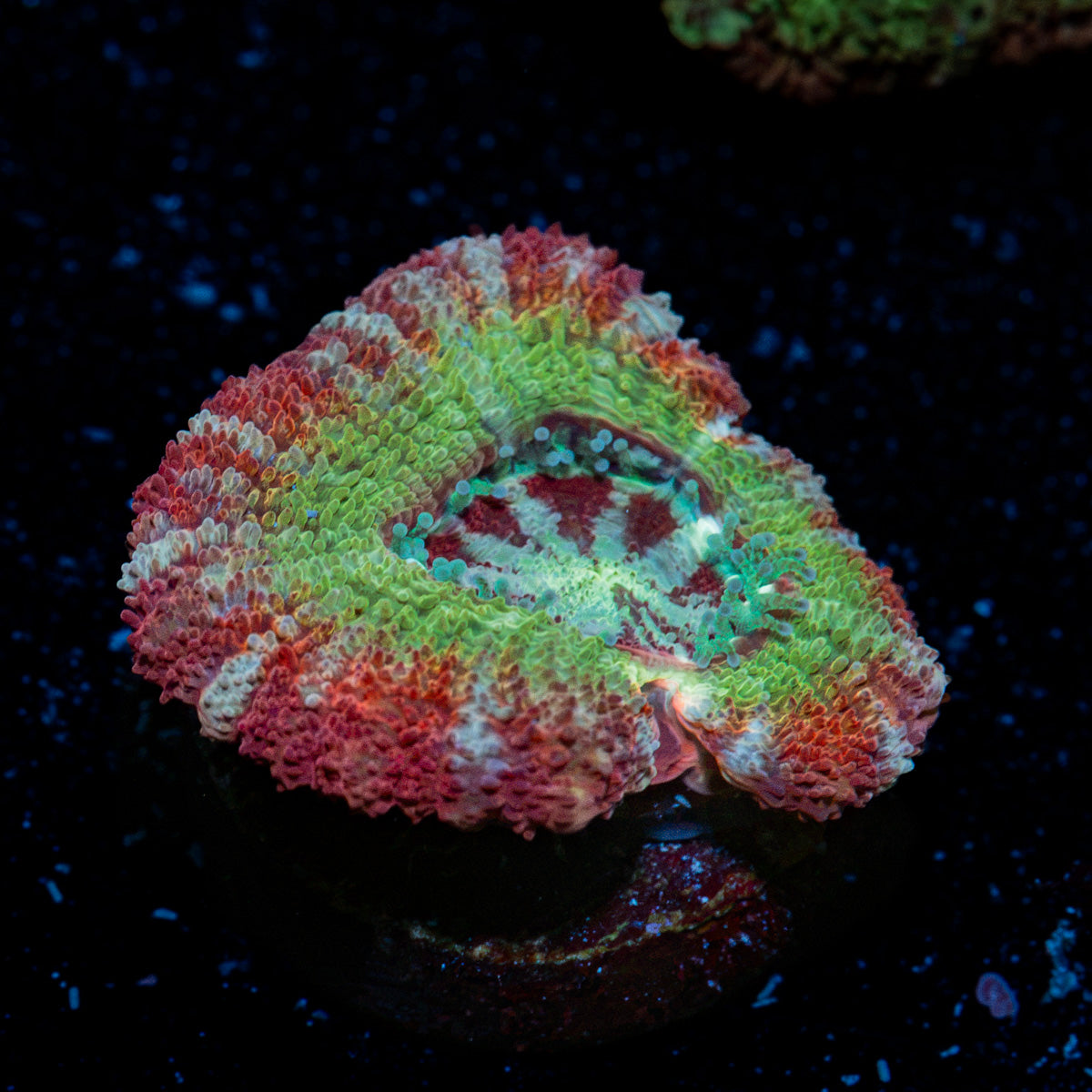 Pirate Hunter Asian Acan Coral with fleshy polyps in reef aquarium