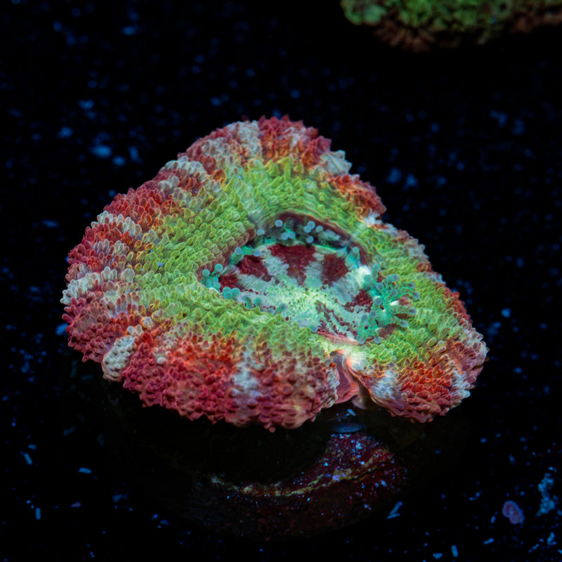 Pirate Hunter Asian Acan Coral with fleshy polyps in reef aquarium