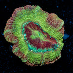 Chomper Asian Acan with fleshy polyps in reef aquarium