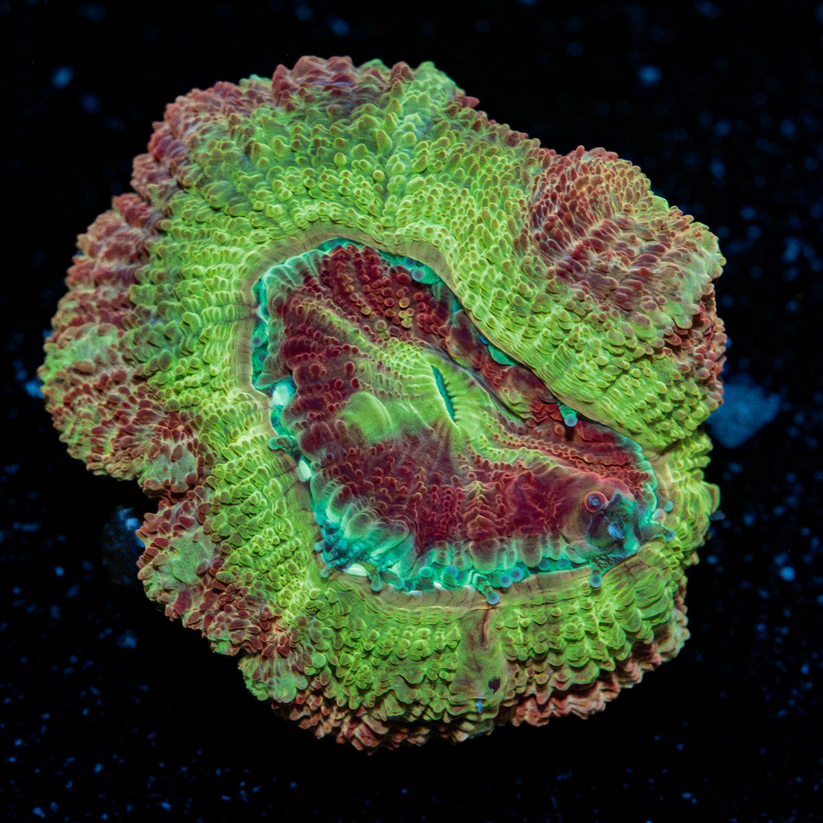 Chomper Asian Acan with fleshy polyps in reef aquarium