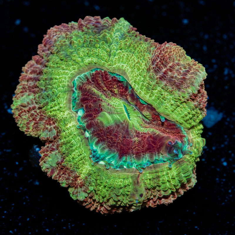 Chomper Asian Acan with fleshy polyps in reef aquarium